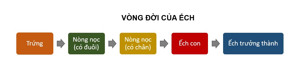liên minh học bá